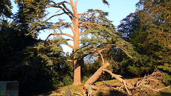 Photo of Tree Surgery by George Potbury Forestry