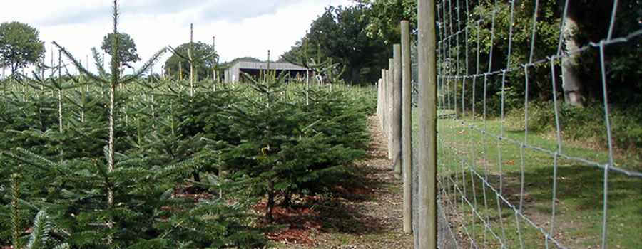 Christmas Trees at our plantation in Slinfold.