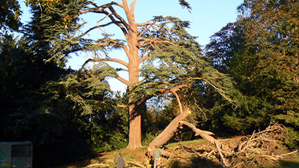 Tree Surgery in Nuthurst Photo of Tree Surgery by George Potbury Forestry