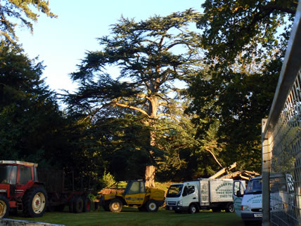 Photo showing tree surgery work in progress.