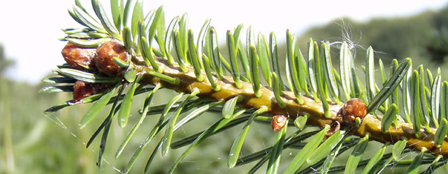 Christmas Trees at our plantation in Slinfold.